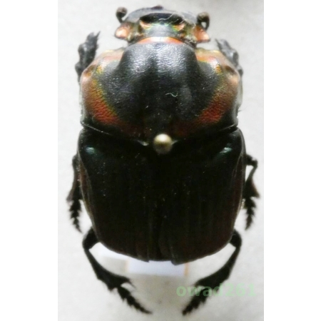 Sulcophanaeus imperator alticollis Arnaud, 2002 24mm Bolivia